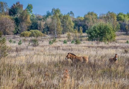 divlji konji Prževalskog u okolini Černobilja