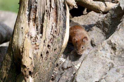 Hantavirus