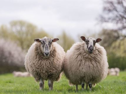 Dve ovce na polju