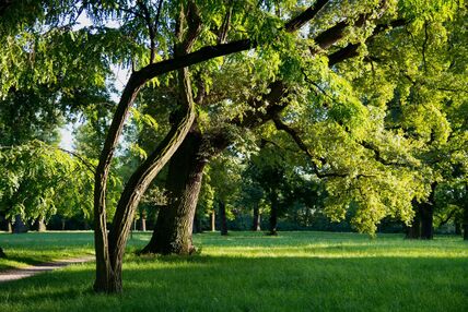 park-drveće.jpg