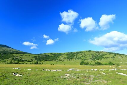 polje