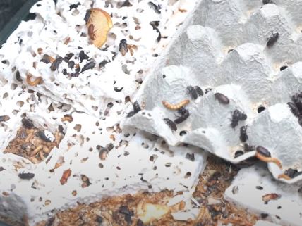 Firma Belinda animals gaji larve velikog brašnara kako bi razlagali plastiku