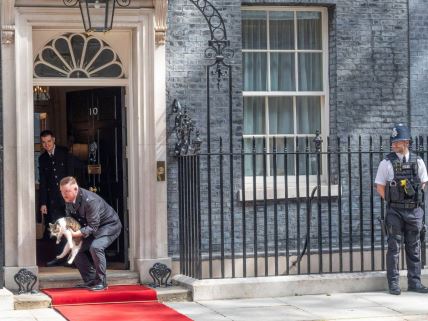 Mačka Larija izbacuju iz rezidencije britanskog premijera u Dauning stritu uoči posete Džoa Bajdena