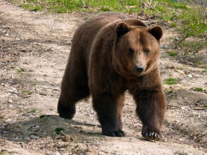 medved šeta na području Karpata u Rumuniji