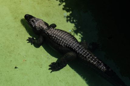 Aligator Muja leži u vodi u Beo zoo vrtu