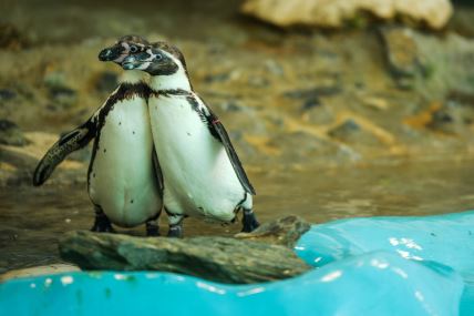 Dva pingvina poziraju u Beo zoo vrtu