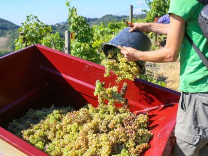 Berba grožđa u vinogradu u Francuskoj