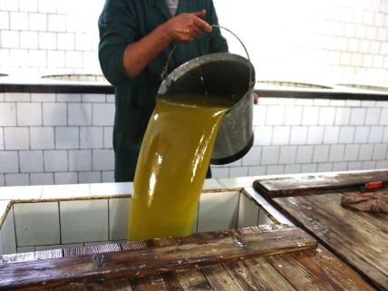 Radnik sipa ceđeno maslinovo ulje u tradicionalnu presu