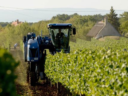 kombajn obavlja berbu grožđa u vinogradu