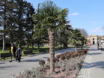 Ljudi šetaju pored palme na Kalemegdanu