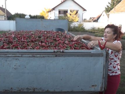 valerija balint pored kamiona punog začinskih paprika