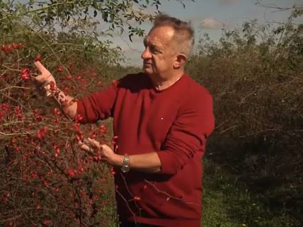 karolj fekete obilazi šipak koji gaji u vojvodini