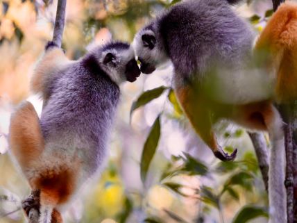 Dve lemura koji stoje okrenuti jedan ka drugom