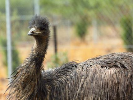 ptica emu u Australiji