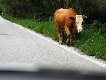 Krava šeta kraj puta u Srbiji