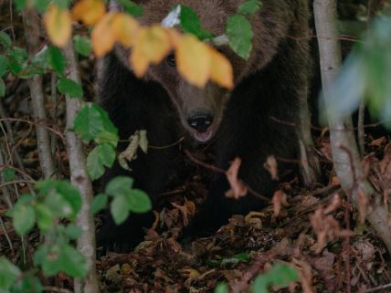 Mrki medved u Rumuniji