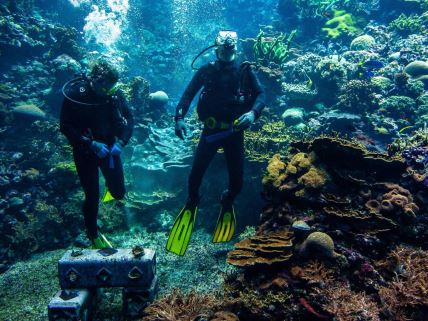 Koralni greben može da se održava u akvarijumu u holandskom zoo vrtu
