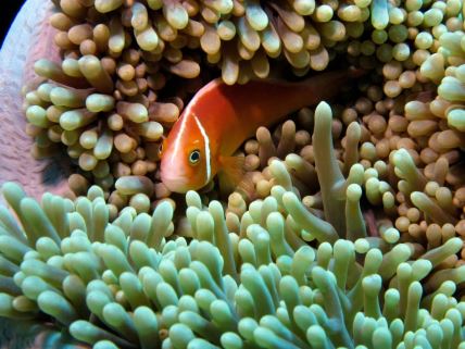 Riba klovn u Velikom koralnom grebenu