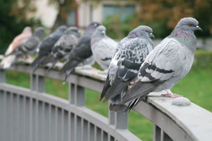 golubovi stoje na ogradi