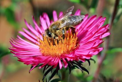 Western honey bee  Apis mellifera Kari Schnellmann