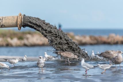 ptice stoje u vodama Baltičkog mora koje zagađuje mulj