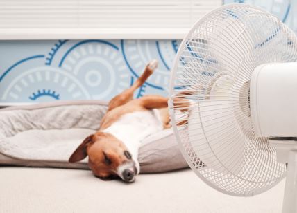 pas se hladi ispred ventilatora