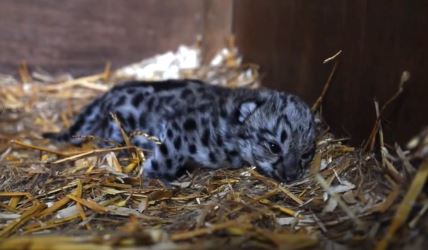 ženka snežnog leoparda je rođena u rezervatu u Kentu