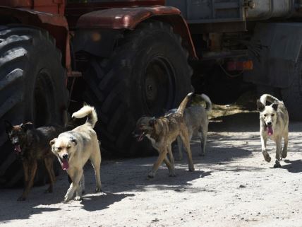 černobiljski psi su doživeli genetske mutacije zbog radijacije