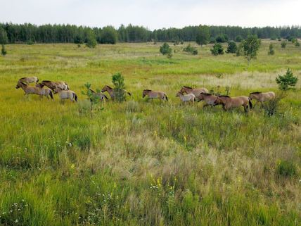 azijski divlji konji trče Zonom isključenja u Černobilju