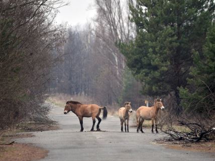 Azijski divlji konji lutaju černobiljskom Zonom isključenja