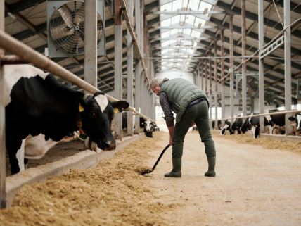 Krave i farmer