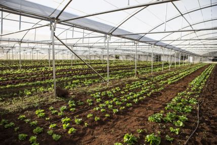 organska farma