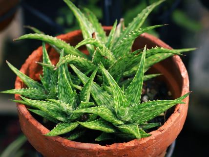 Aloe vera