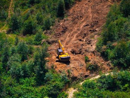 Deforestacija