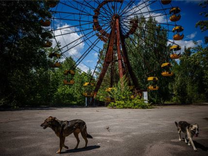 psi šetaju napuštenim gradom Pripjatom u Černobilju