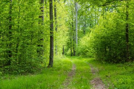 Šuma Białowież u Poljskoj