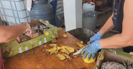 Porodica Glišić iz Šumadije seče ananas kako bi pravili rakiju
