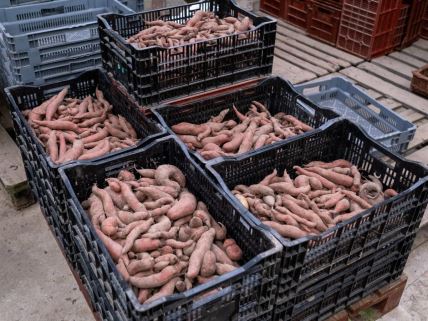 batat, slatki krompir, poslednjih godina se sve češće viđa i u Srbiji