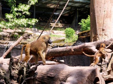 Babuni u nirnberškom Zoo vrtu
