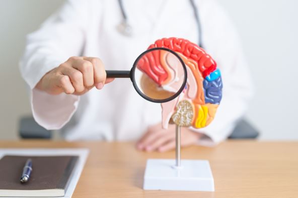 doktor sa anatomskim modelom mozga
