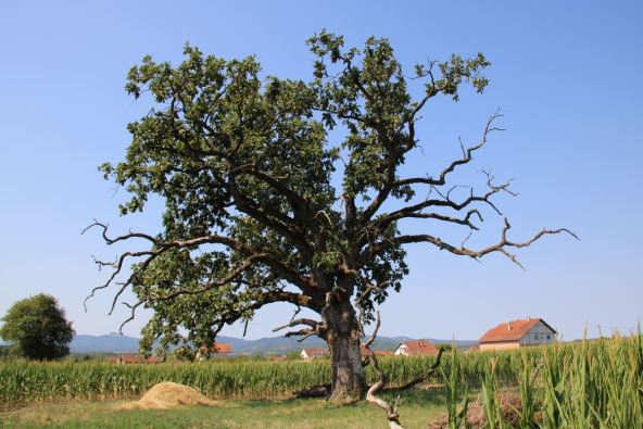 drvo u Šumadiji koje je uslikala organizacija TreeGems koja radi na očuvanju stabala Šumadije