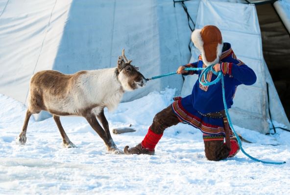 pripadnik naroda Sami sa irvasom