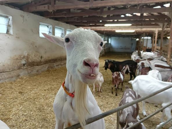 Koza na gazdinstvu Meckerei