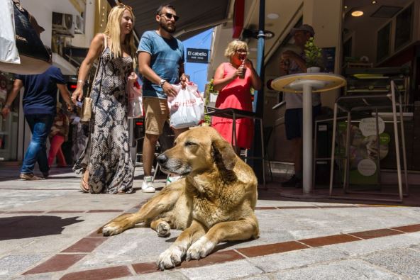 pas lutalica sedi na zemlji u Heraklionu dok ljudi prolaze pored njega