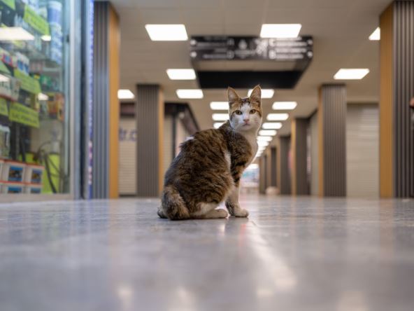 mačka u hodniku u turskoj