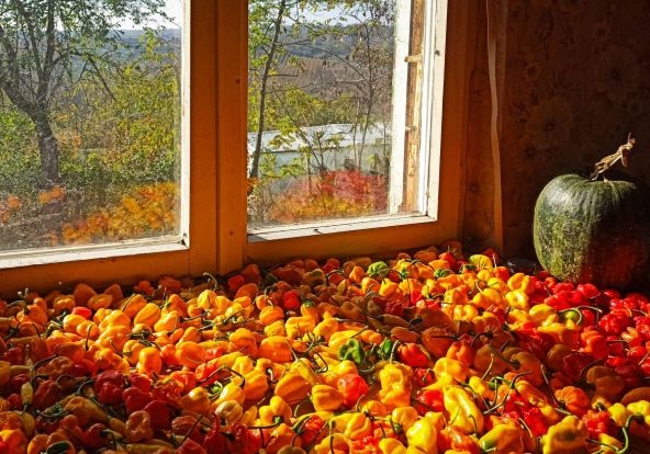 Fotografija Marka Živanovića 'Jesen Velika Krsna'