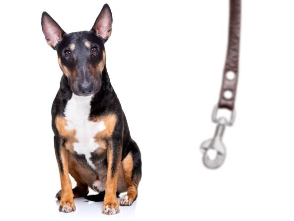 Pas koji gleda u povodac