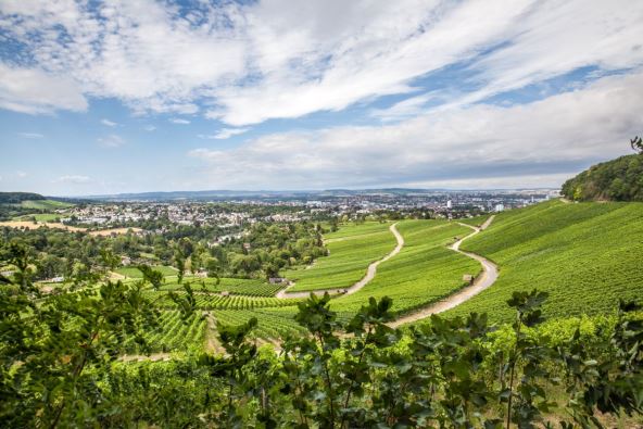 pogled na vinograde u okolini nemačkog grada Hajlbrona