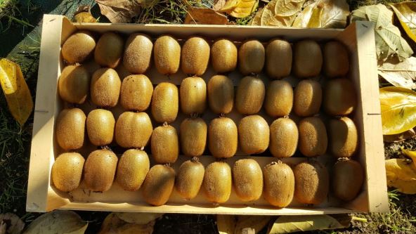 plodovi kivija u kutiji