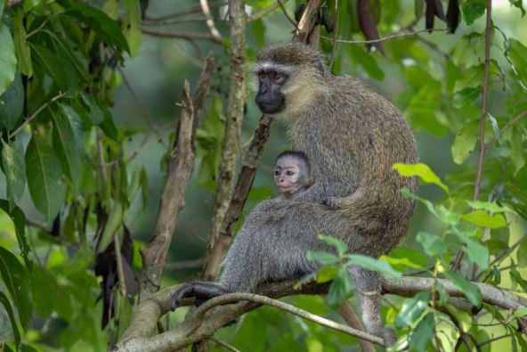 Chlorocebus aethiops majmun